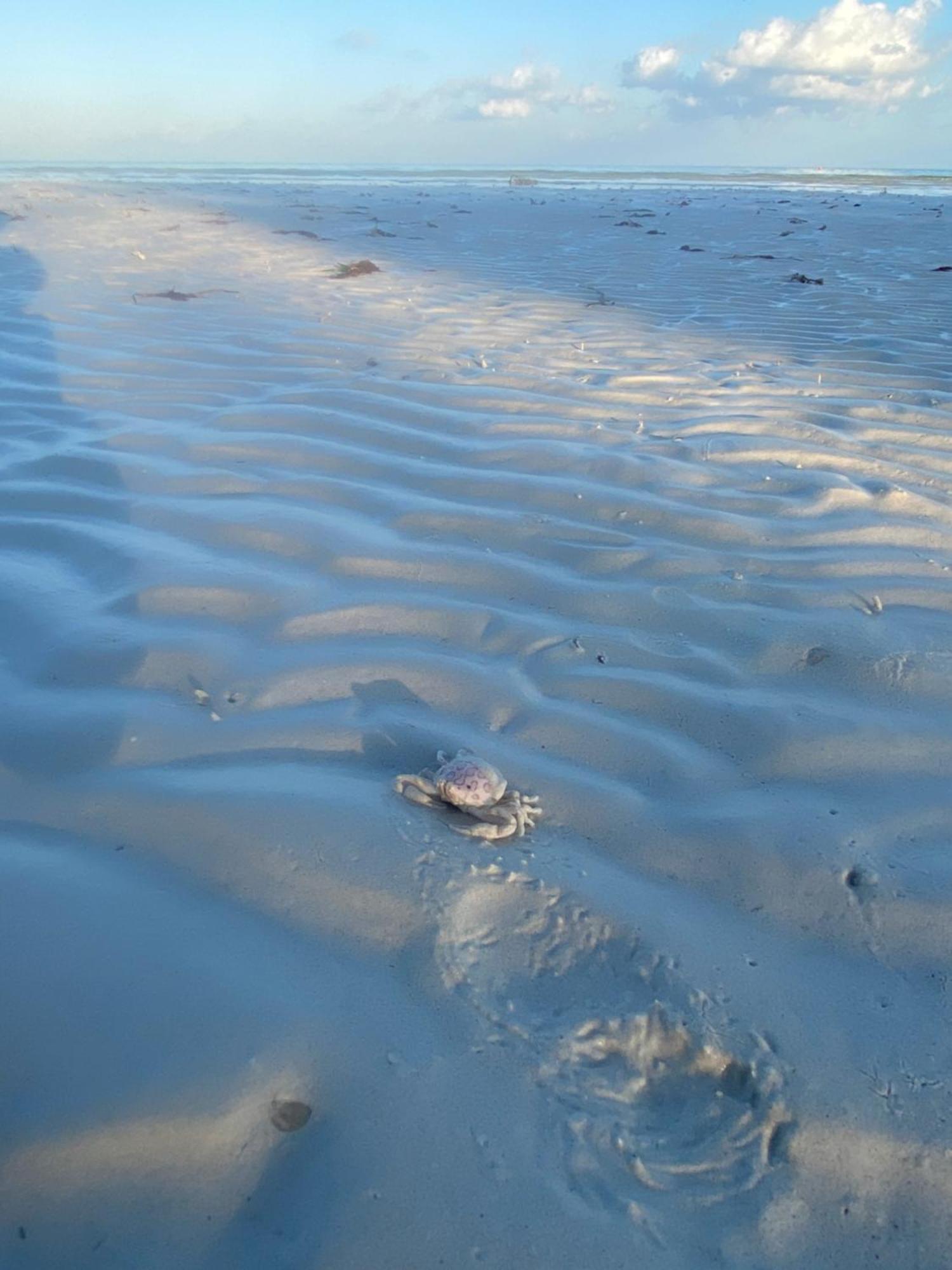 Barco Verde Hostel Isla Holbox Εξωτερικό φωτογραφία
